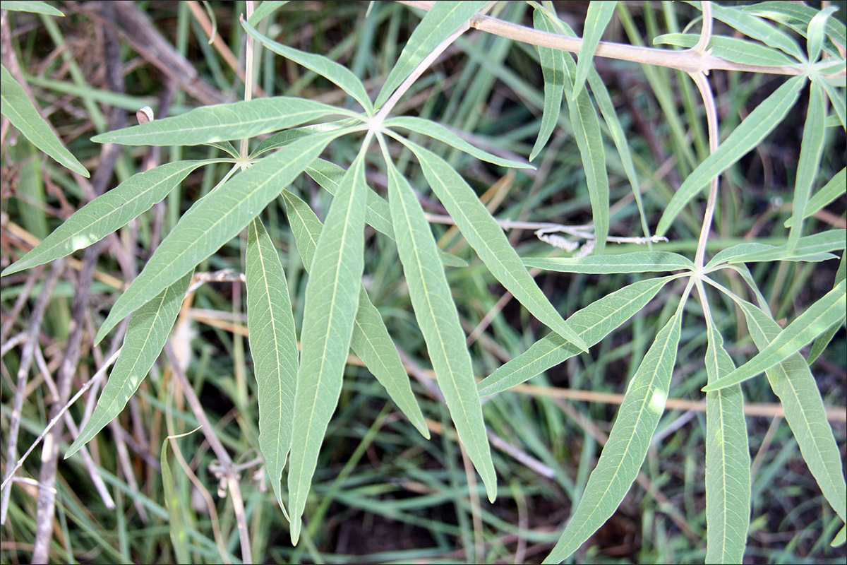 Изображение особи Vitex agnus-castus.