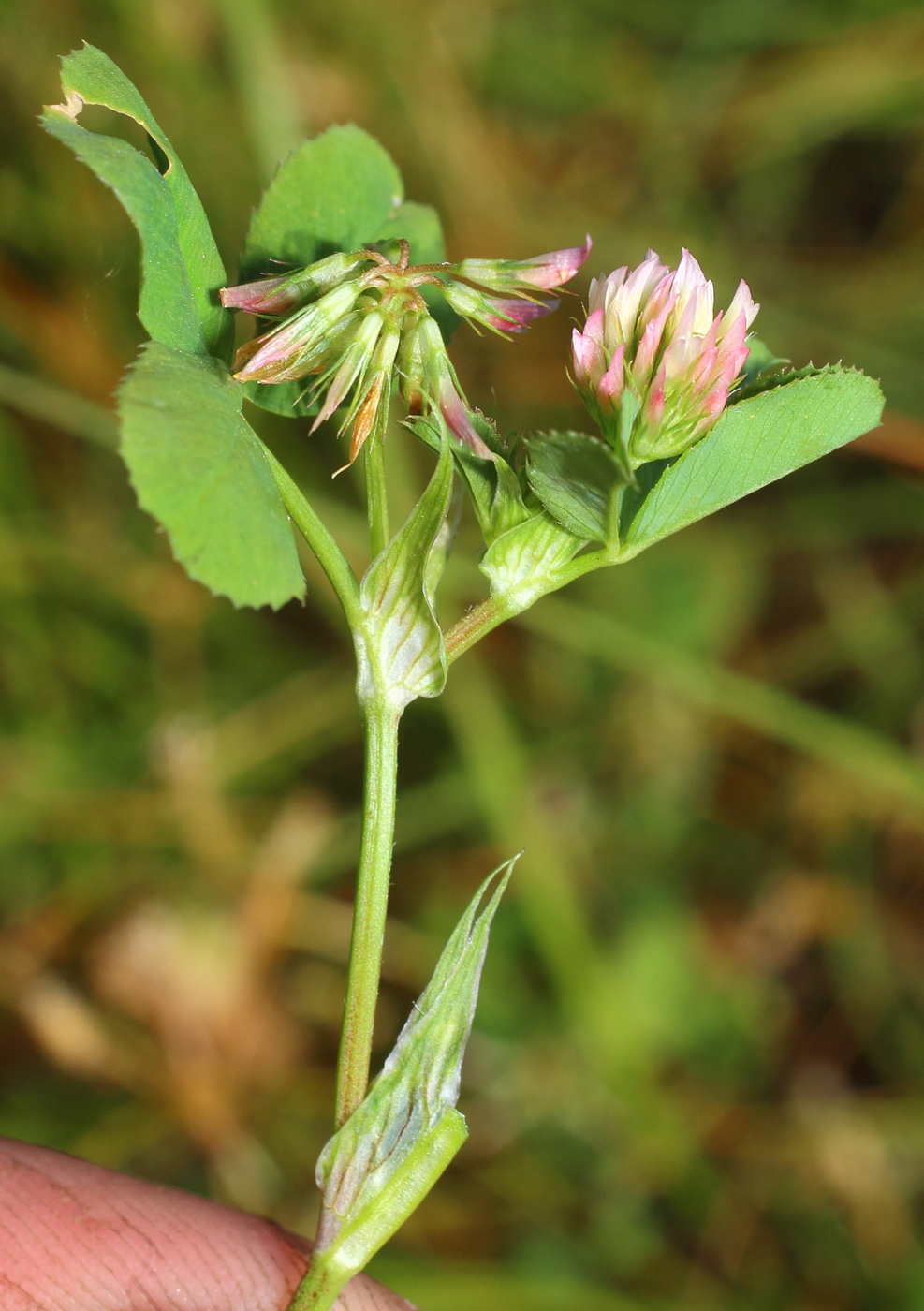 Изображение особи Trifolium angulatum.