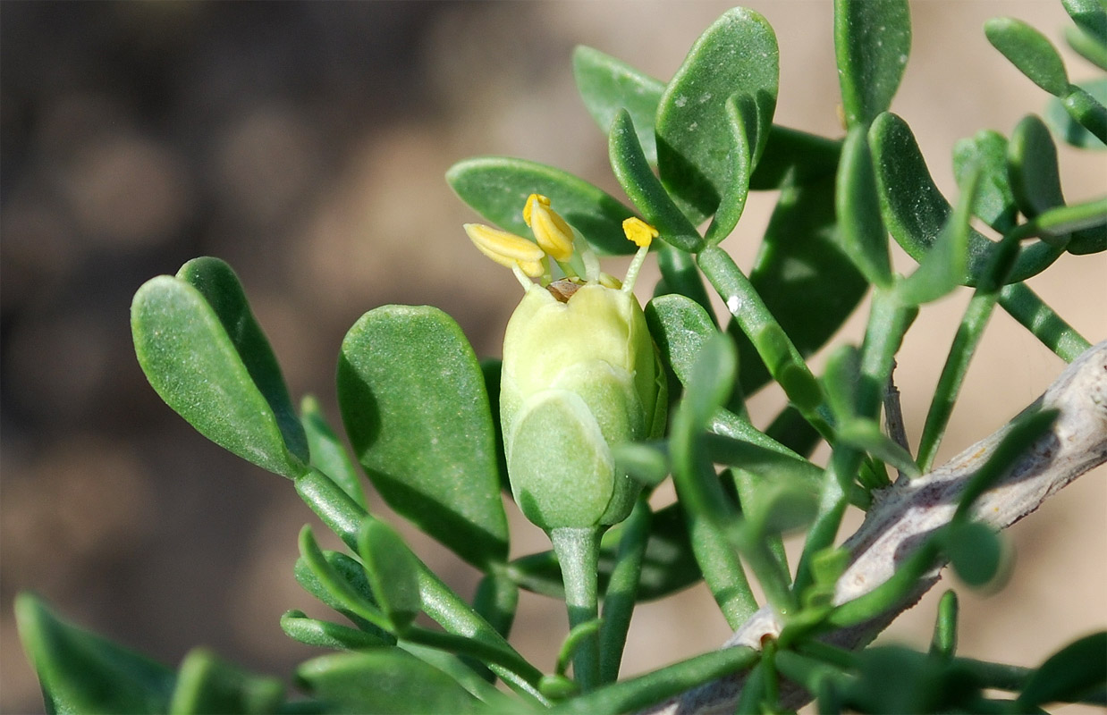 Image of Zygophyllum ferganense specimen.