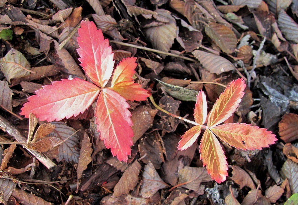 Image of Comarum palustre specimen.