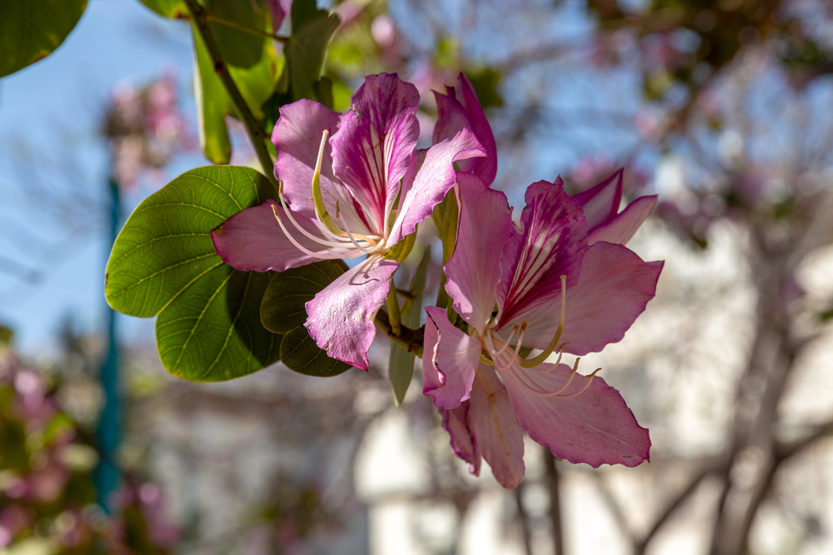 Image of Bauhinia variegata specimen.