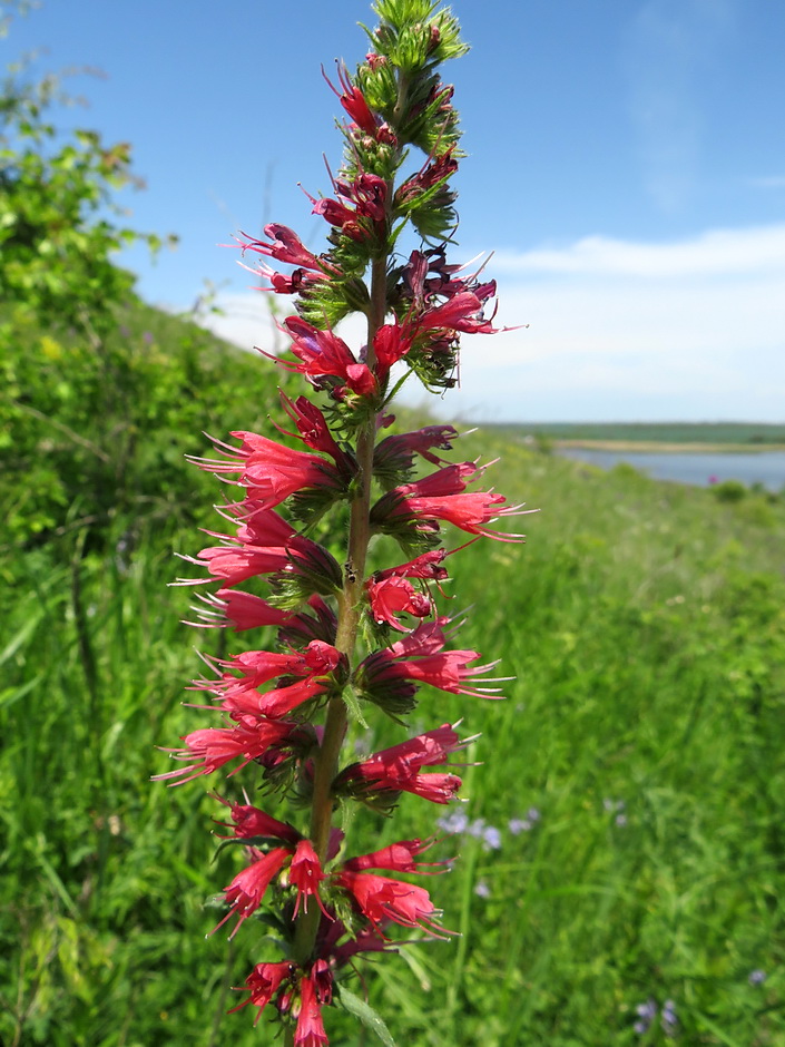 Изображение особи Echium russicum.