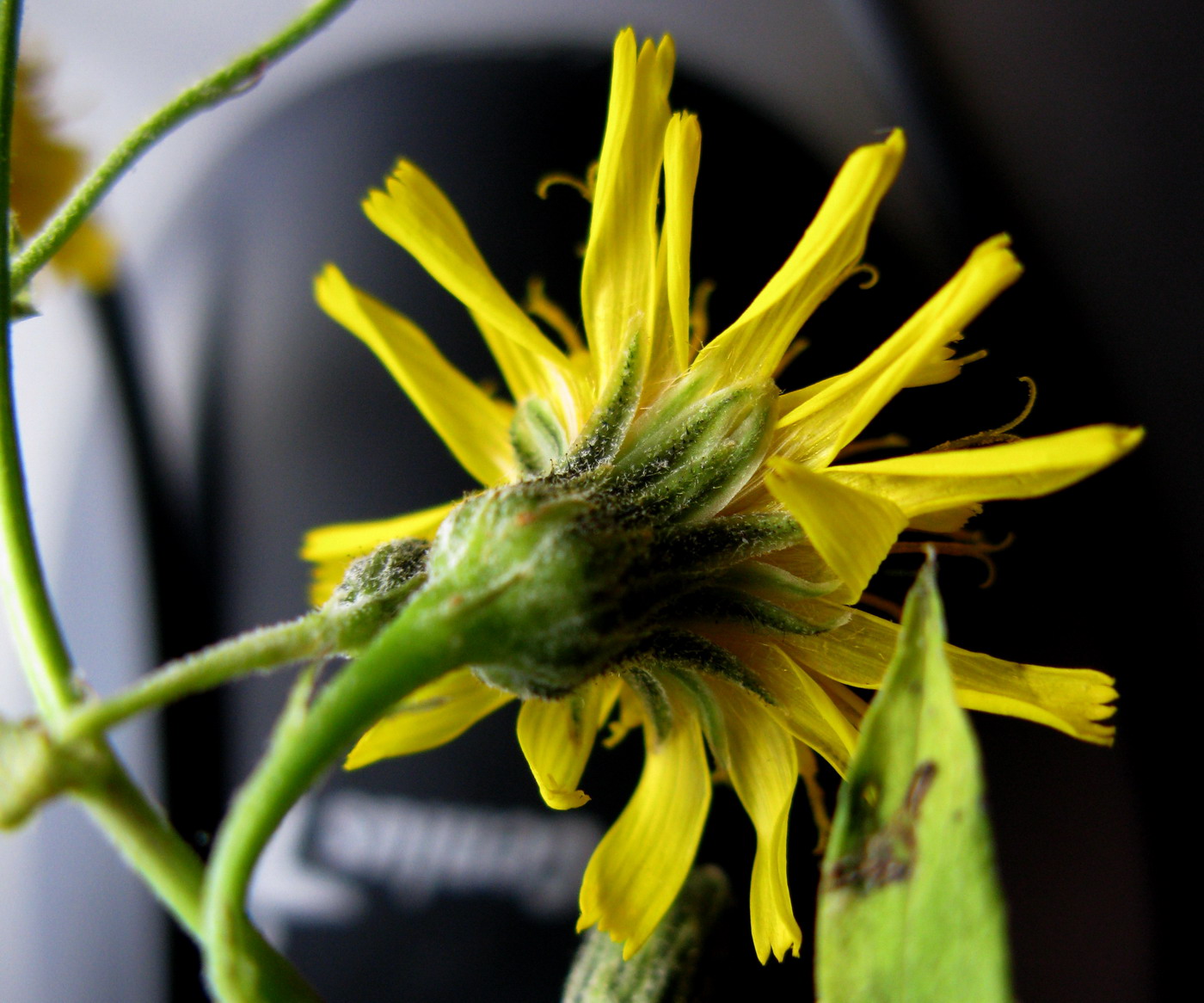 Image of Hieracium nasimovae specimen.