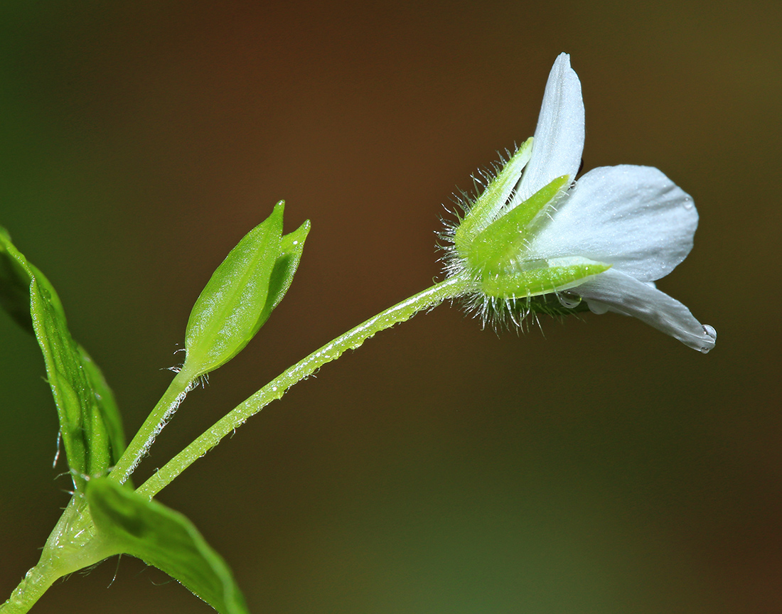 Image of Pseudostellaria davidii specimen.