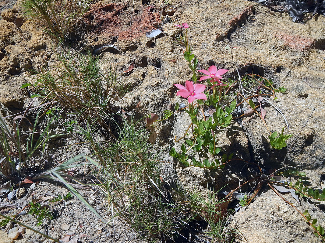 Image of Catharanthus roseus specimen.