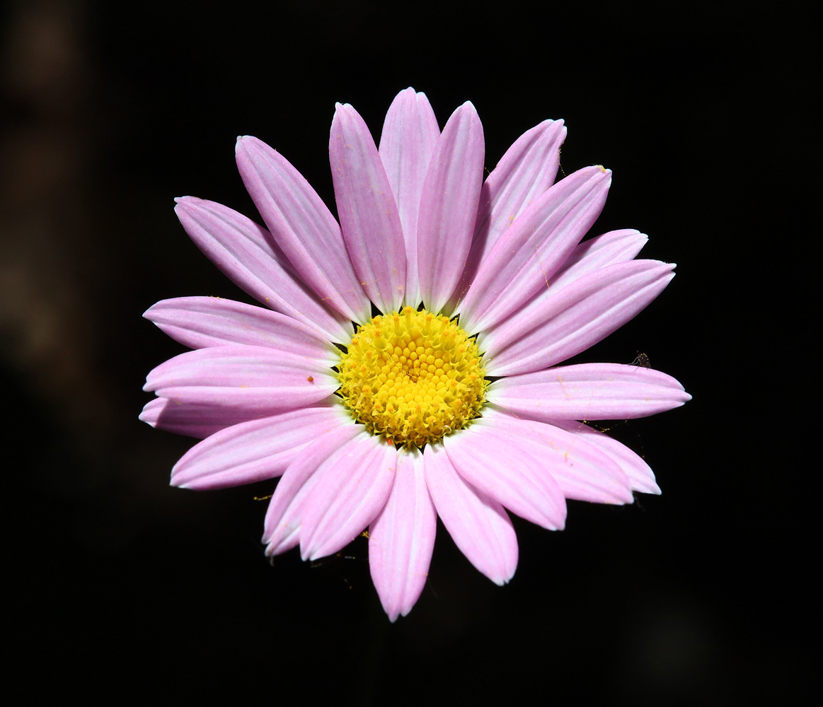 Image of Pyrethrum coccineum specimen.