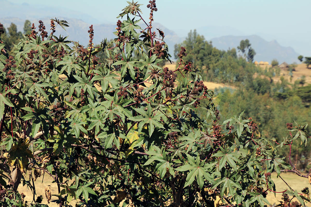 Изображение особи Ricinus communis.