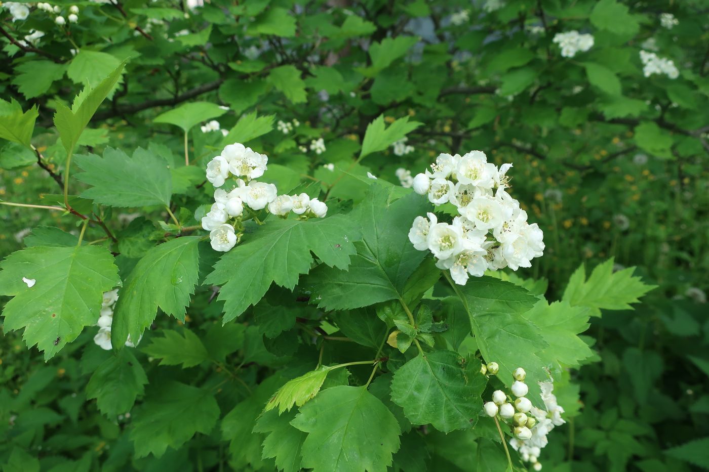 Изображение особи род Crataegus.