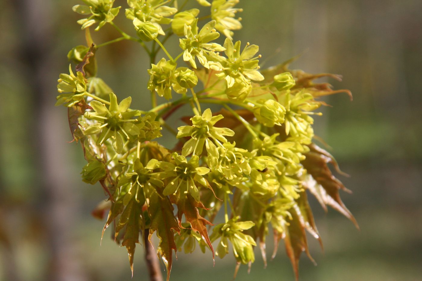 Изображение особи Acer platanoides.