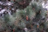 genus Pinus. Ветвь с шишкой, микростробилами и развивающимися побегами. Бутан, дзонгхаг Тхимпху, г. Тхимпху. 01.05.2019.