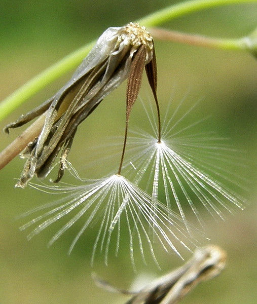 Image of Ixeridium gramineum specimen.