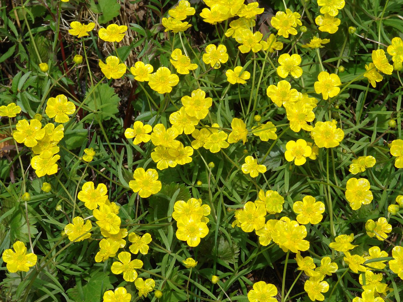 Изображение особи Ranunculus monophyllus.