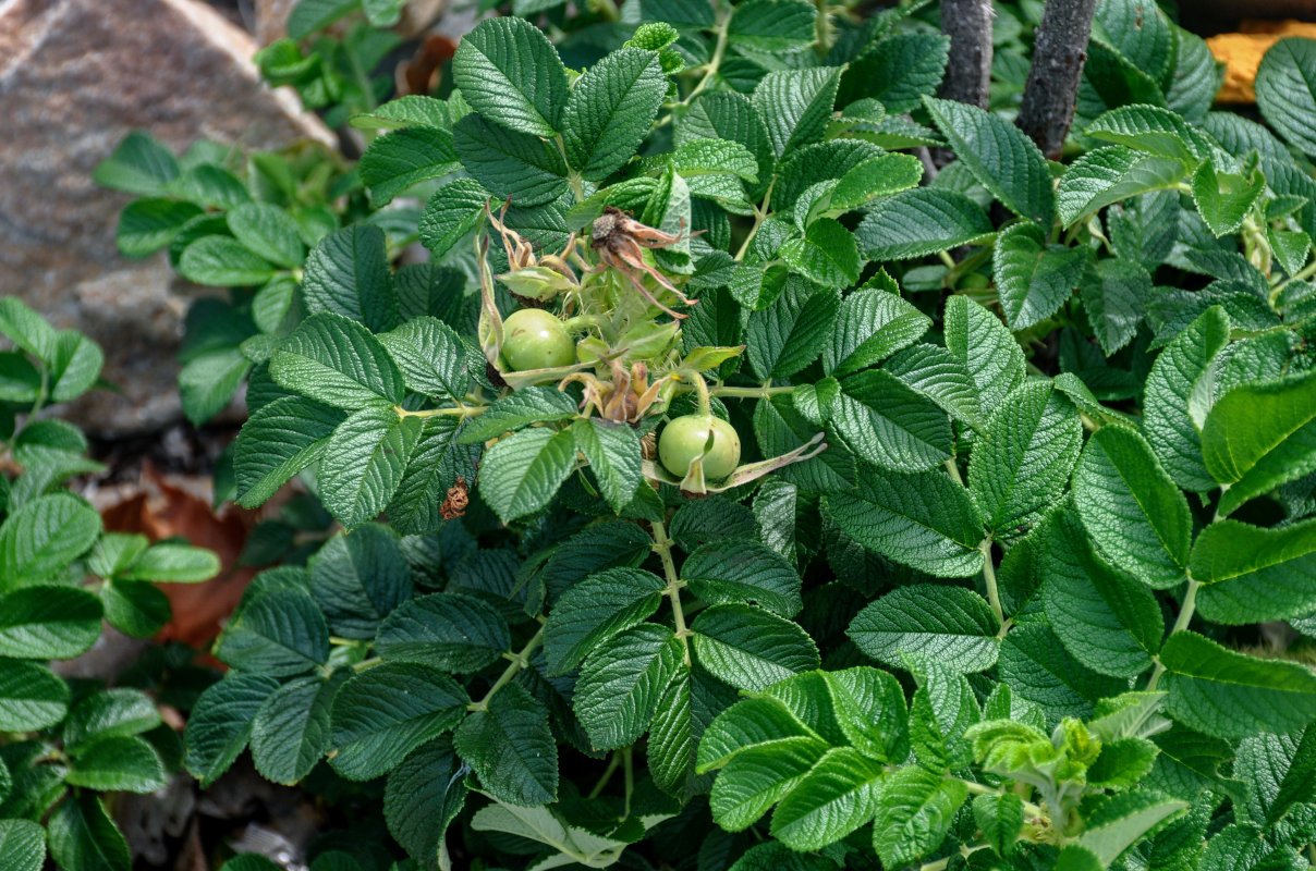 Изображение особи Rosa rugosa.