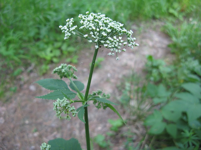 Image of Aegopodium podagraria specimen.