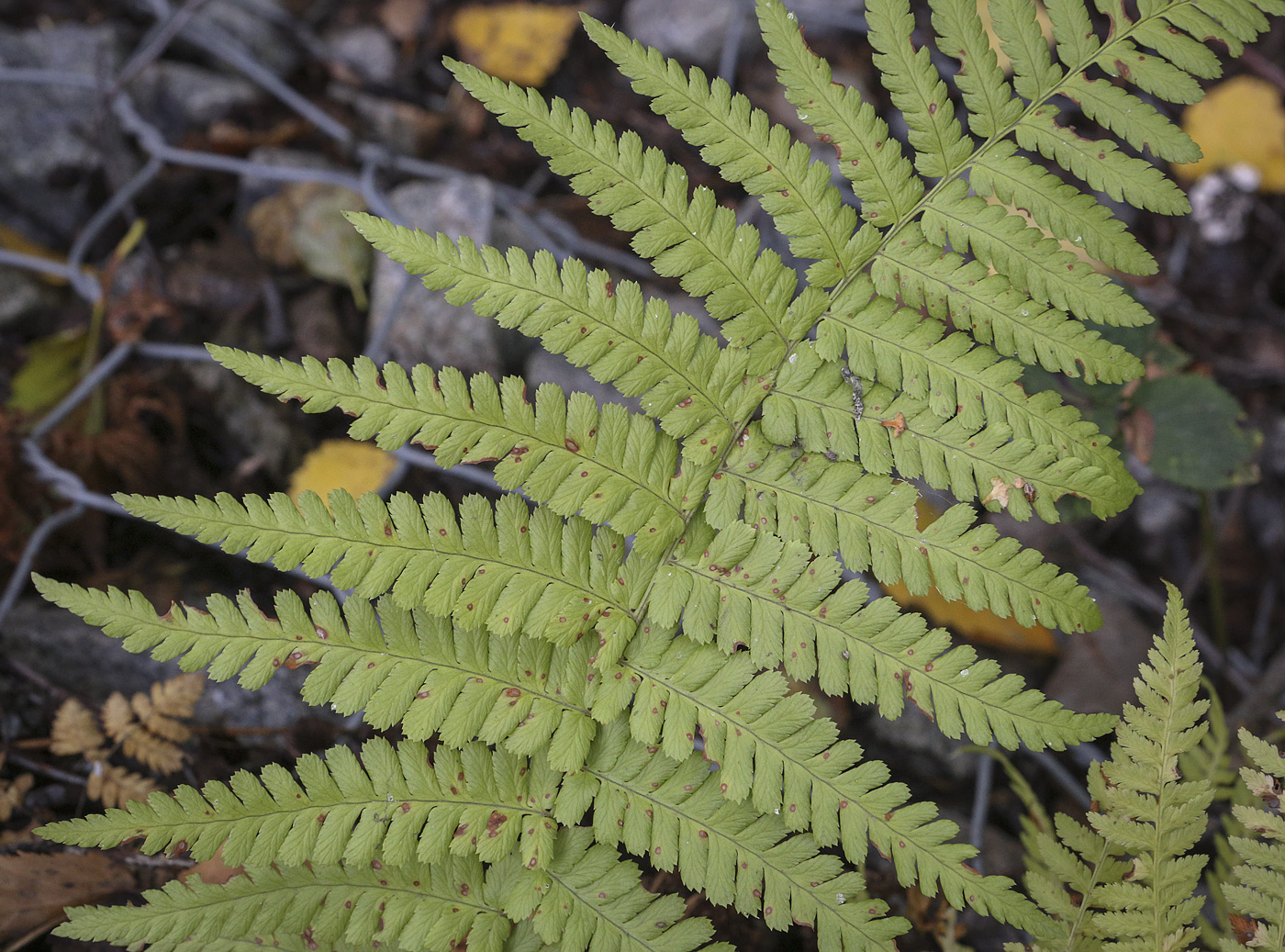 Image of Dryopteris filix-mas specimen.