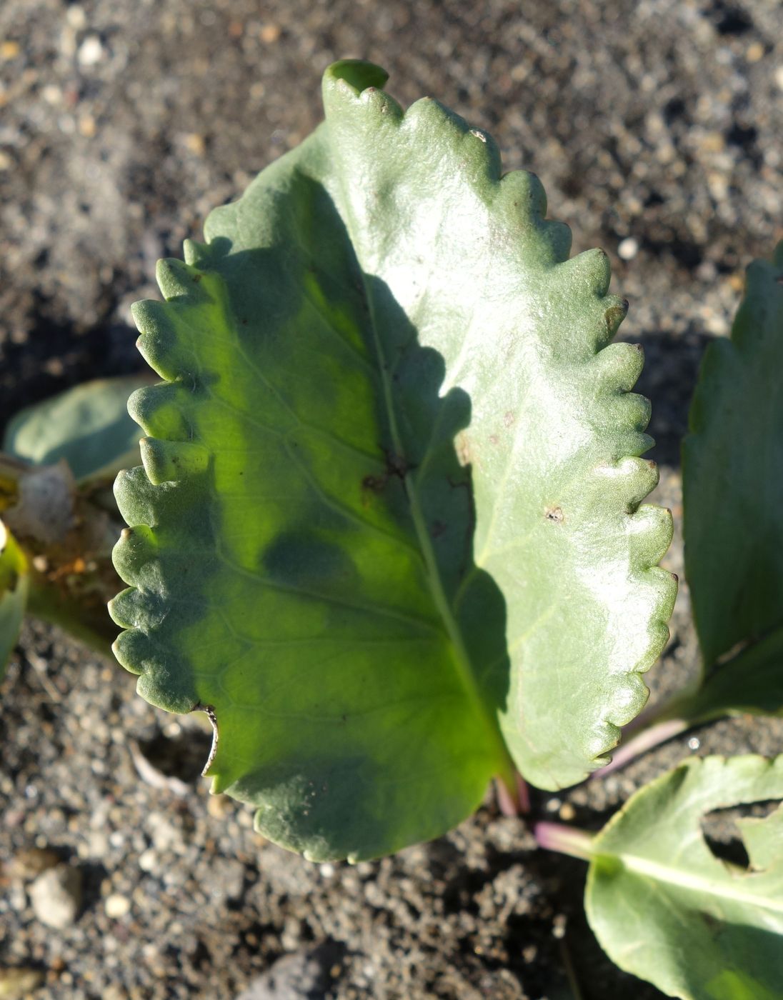 Image of Lagotis glauca specimen.