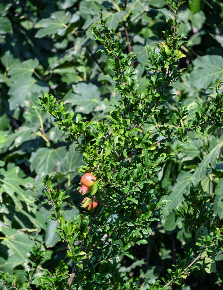 Image of Punica granatum specimen.