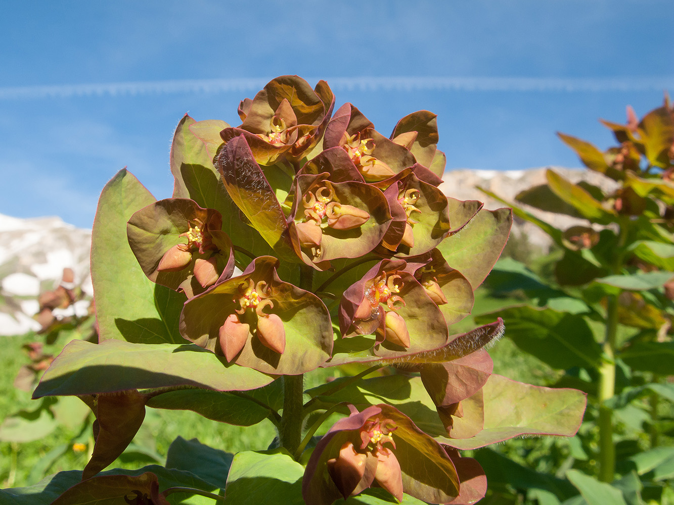 Image of Euphorbia macroceras specimen.