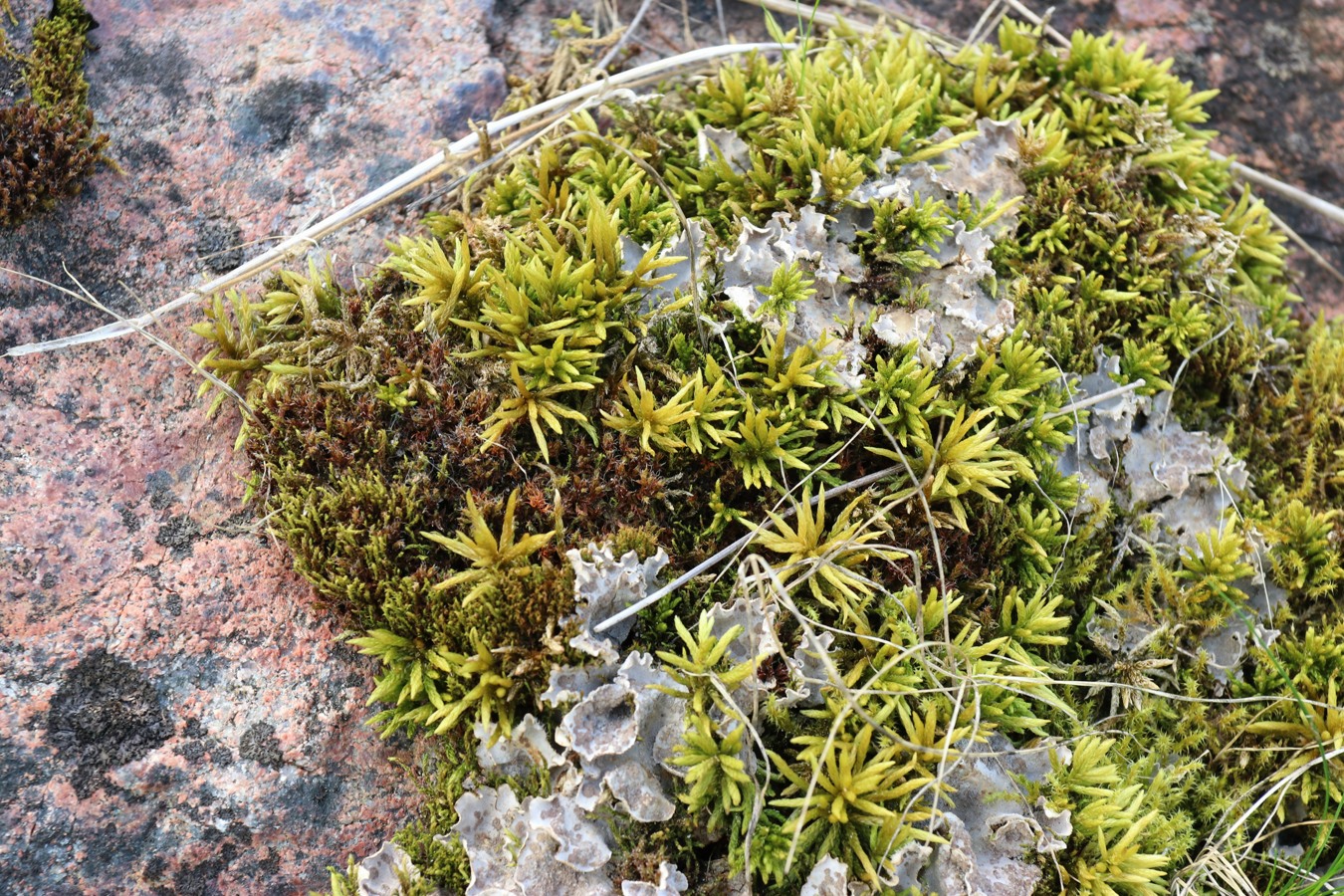 Image of Climacium dendroides specimen.