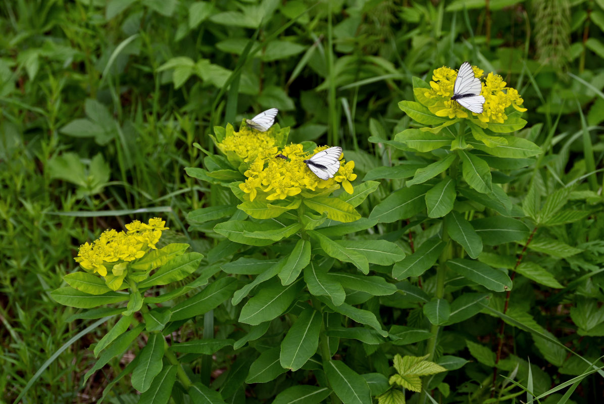 Image of Euphorbia pilosa specimen.