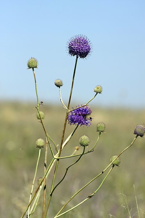 Image of Dipsacus dipsacoides specimen.