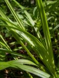 Carex sylvatica. Части листьев. Тверская обл., Кимрский р-н, лесистая часть дамбы Иваньковского вдхр. 08.06.2022.