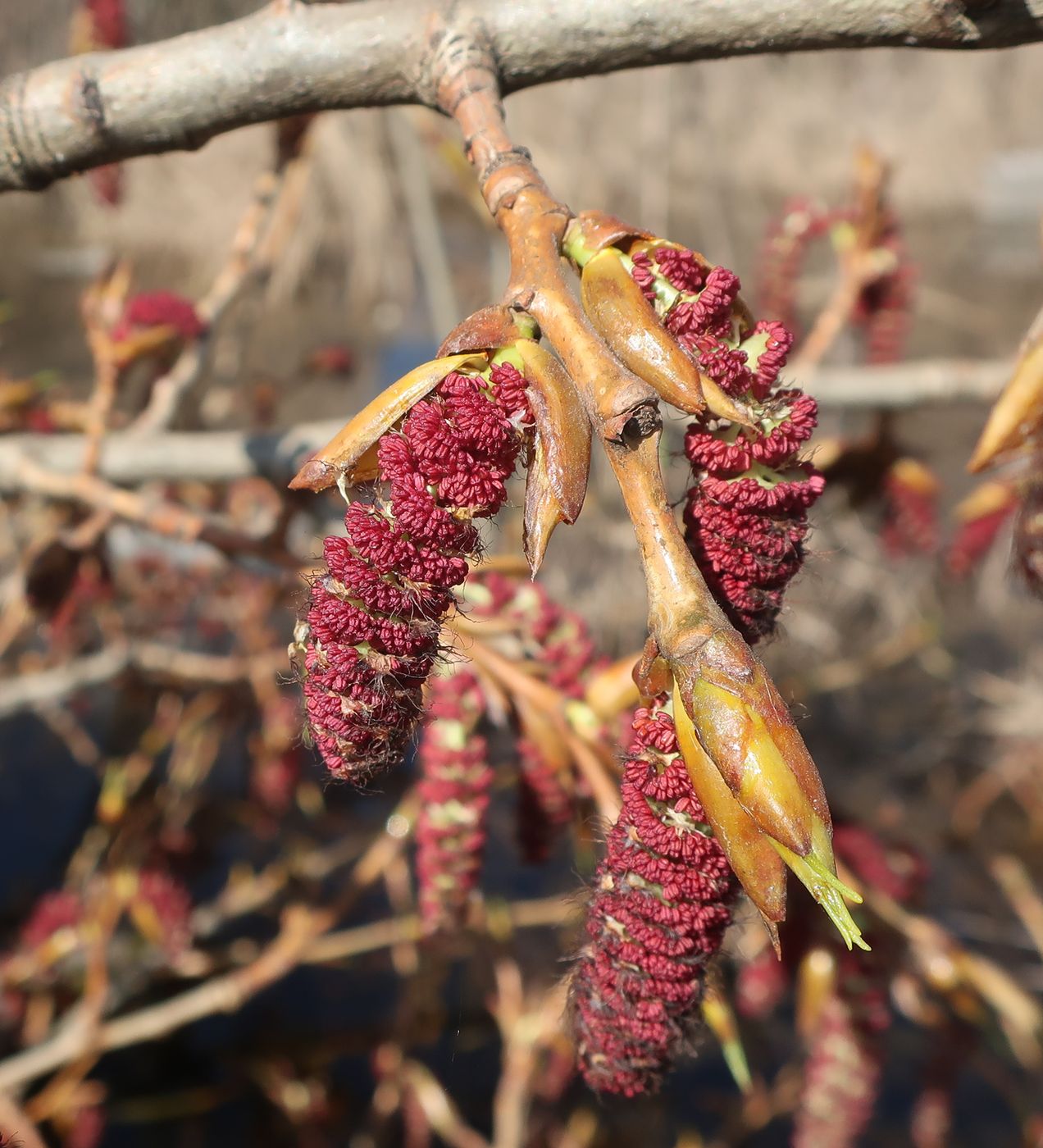 Image of Populus &times; sibirica specimen.