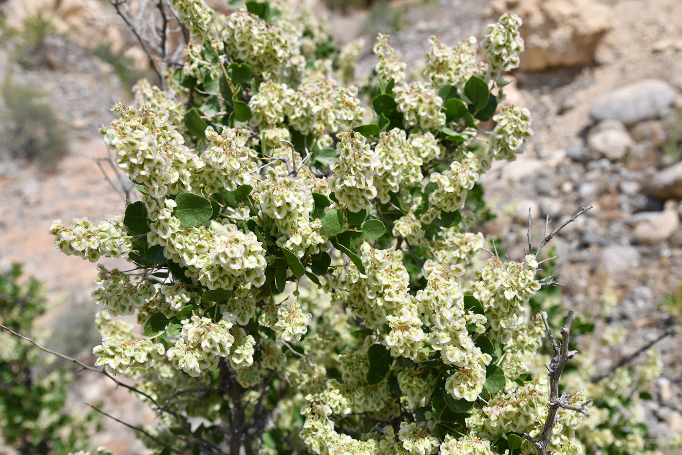 Image of Atraphaxis pyrifolia specimen.