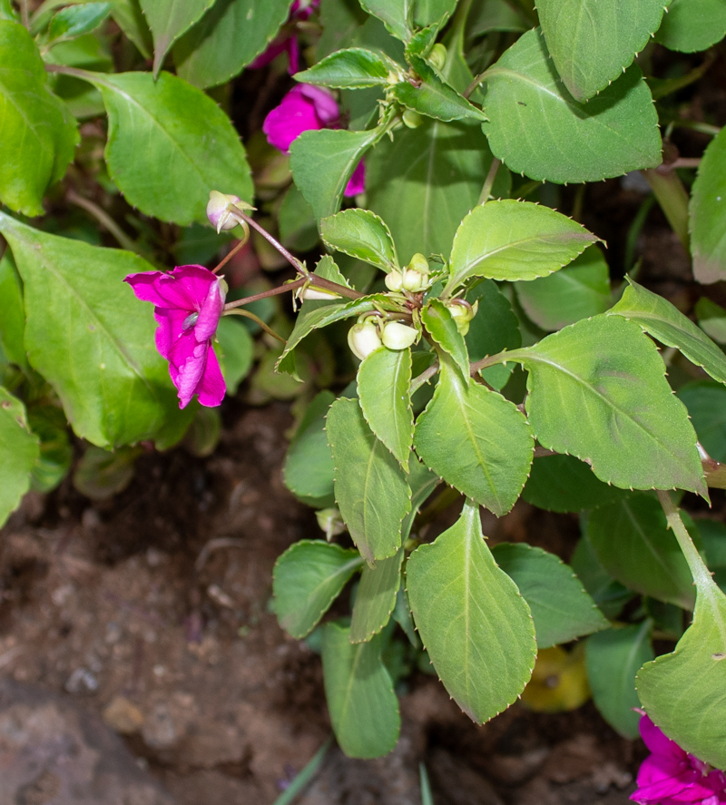 Image of Impatiens walleriana specimen.