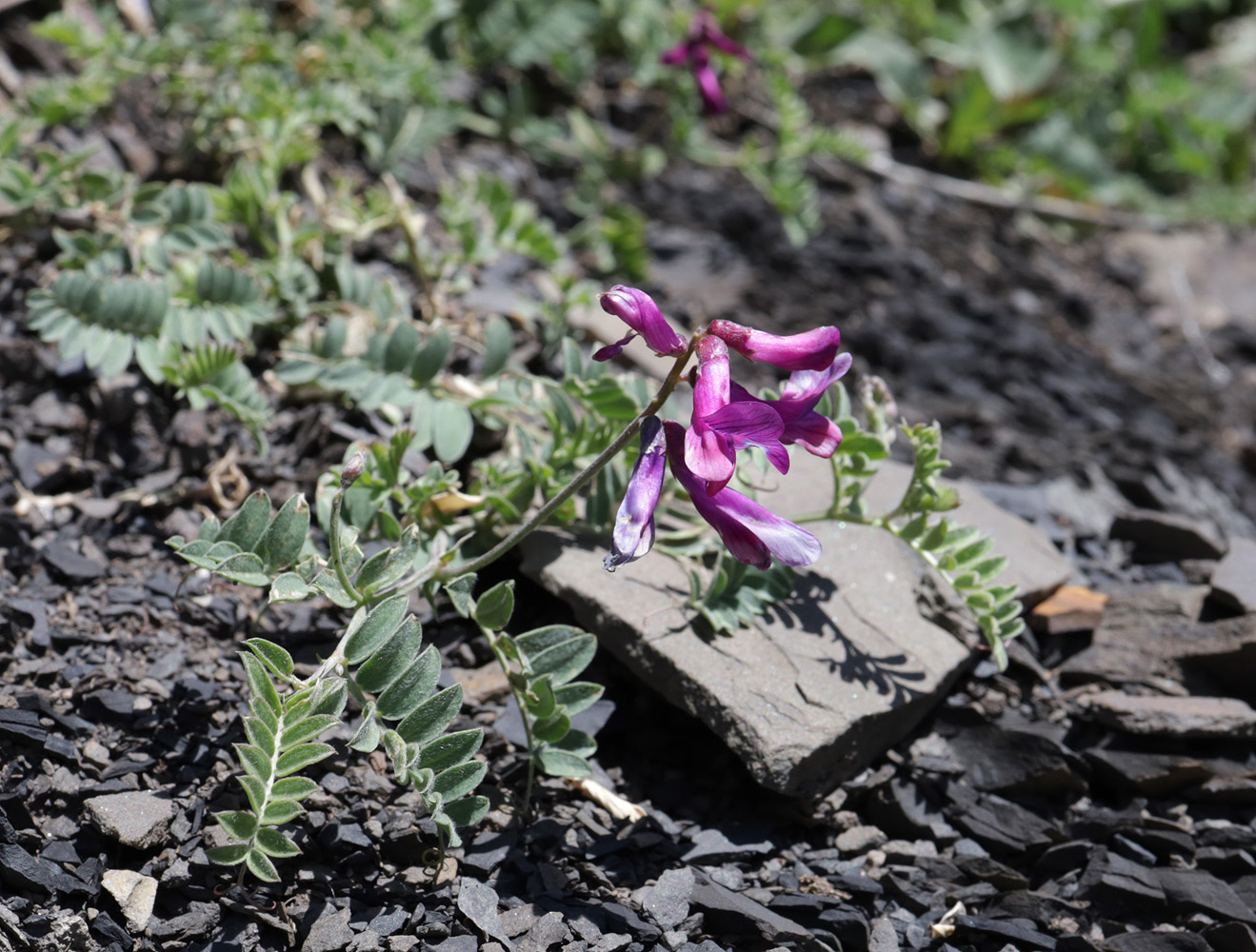 Изображение особи Vicia alpestris.