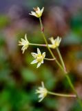 Zigadenus sibiricus. Соцветие. Хабаровский край, р-н им. Полины Осипенко, хр. Дуссе-Алинь, берег оз. Горное, ≈ 1300 м н.у.м., поросший мхами каменистый участок берега, у воды. 20.07.2021.