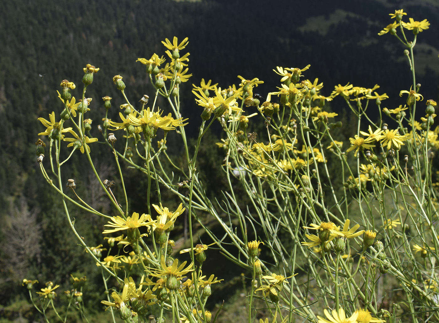 Image of Senecio inaequidens specimen.