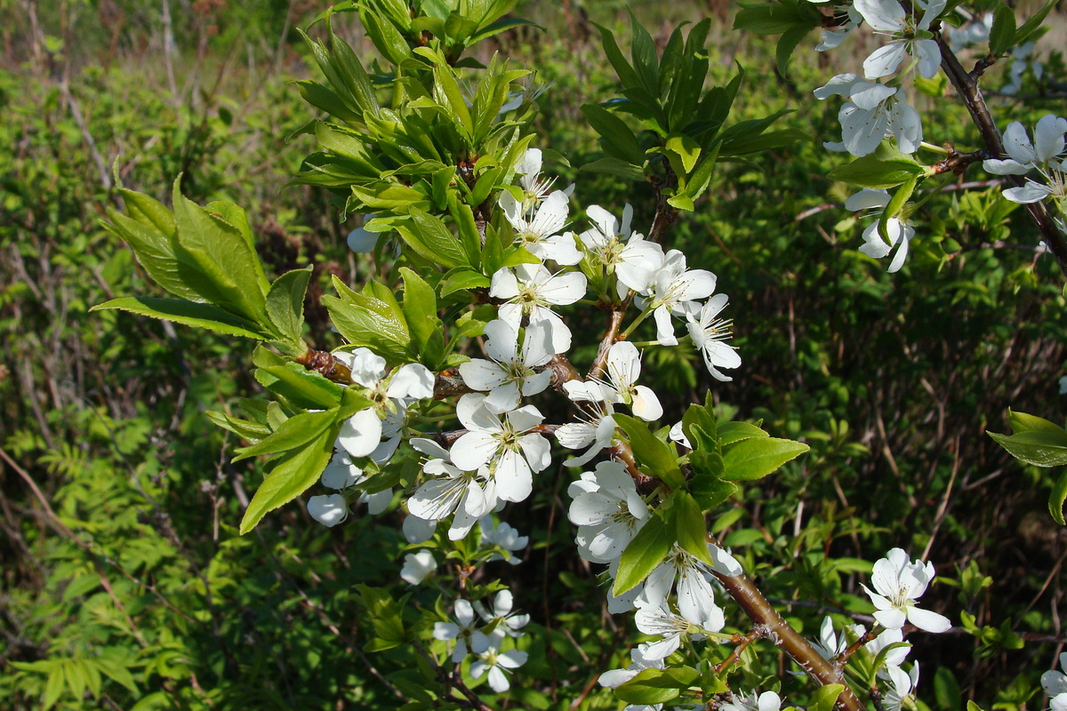 Изображение особи род Prunus.