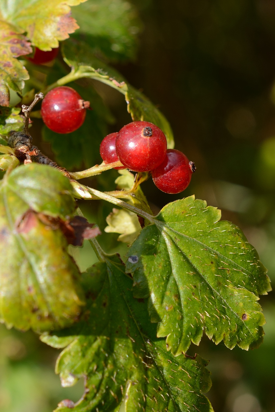 Image of Ribes alpinum specimen.