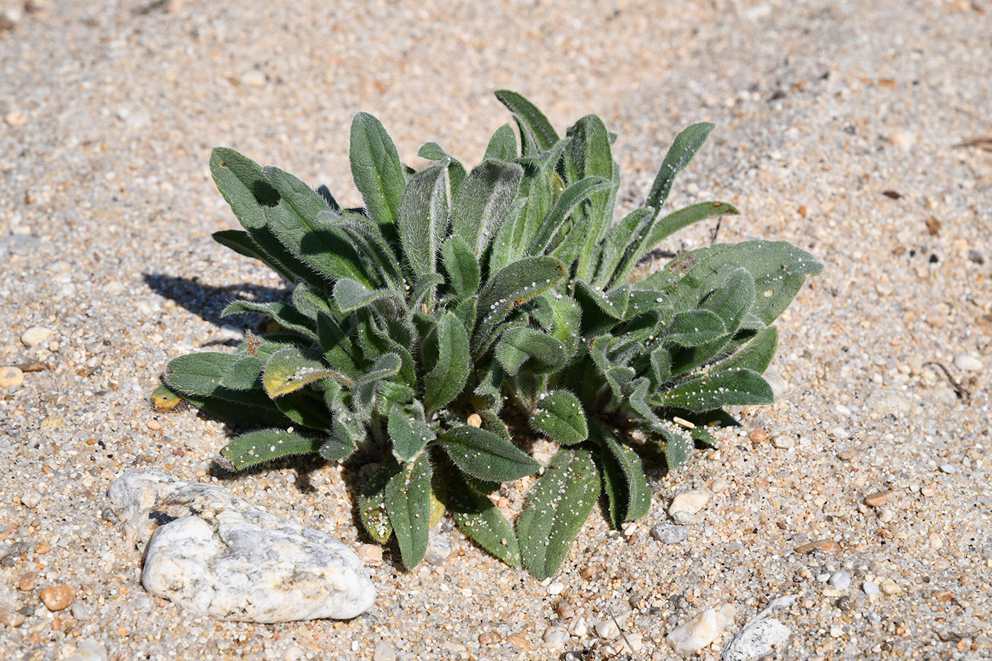 Image of Craniospermum subvillosum specimen.