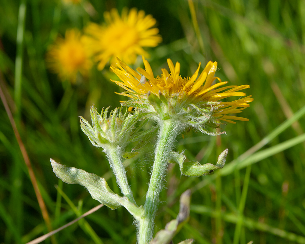 Изображение особи Inula britannica.