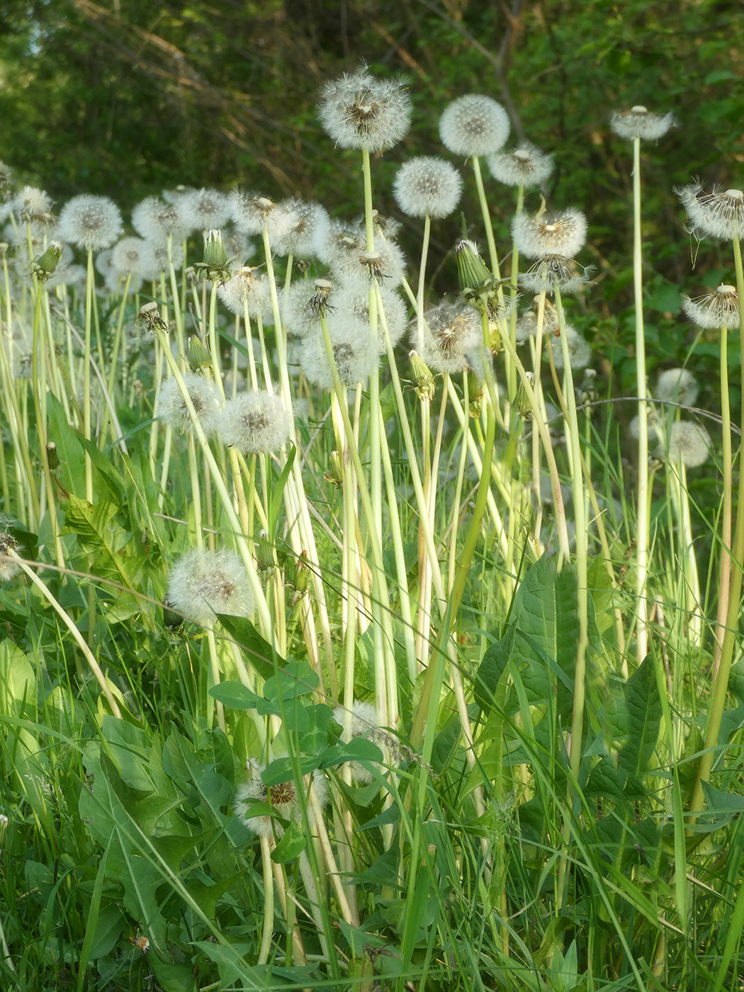 Изображение особи род Taraxacum.