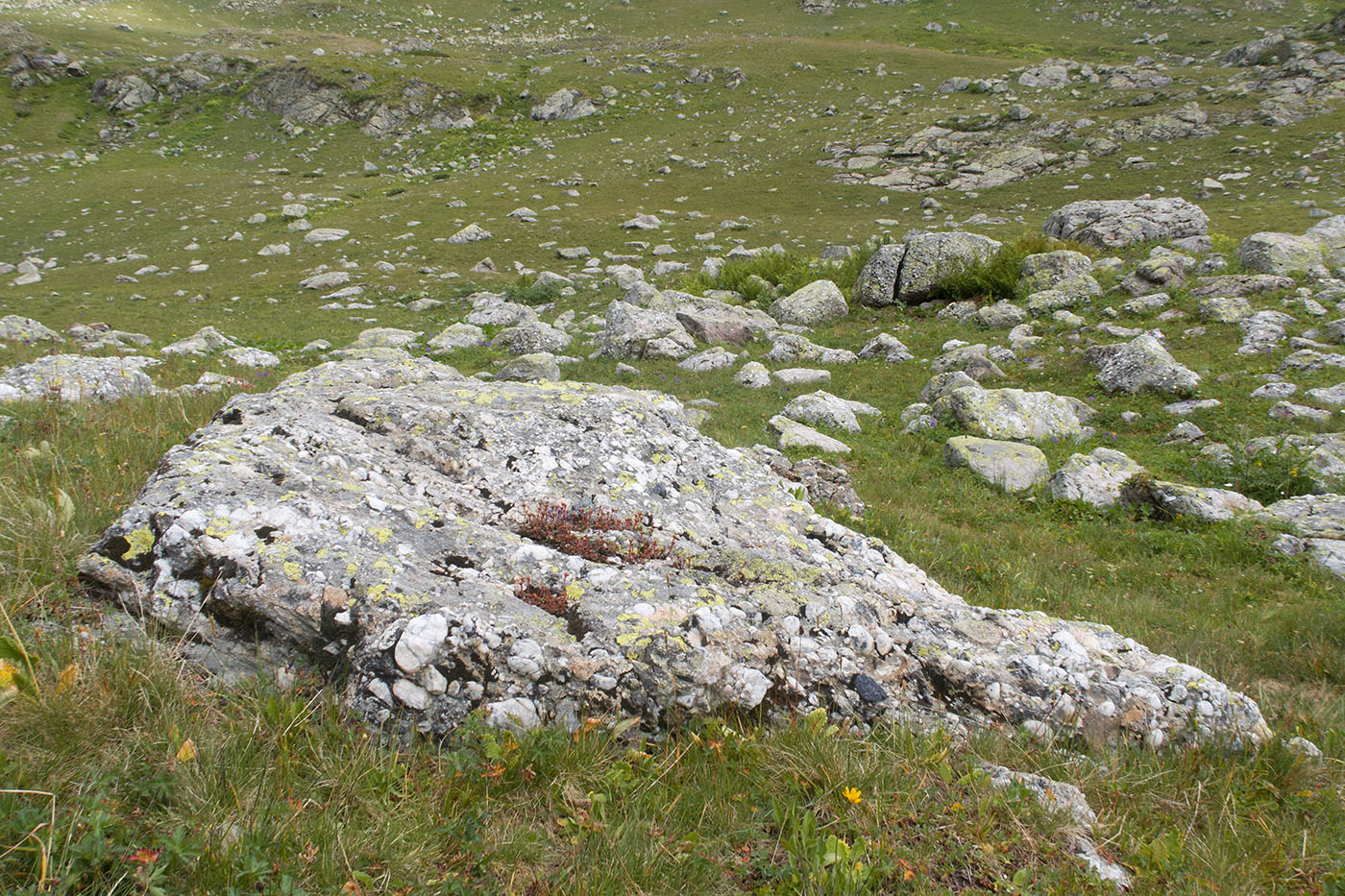 Image of Sedum tenellum specimen.