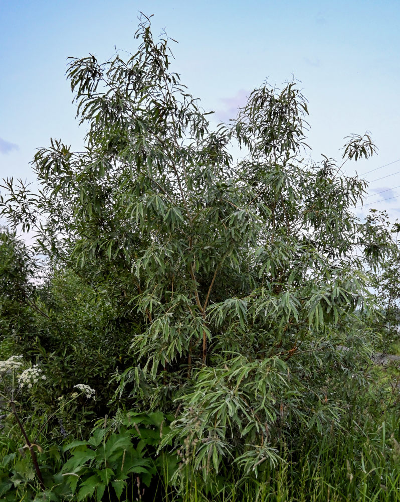 Image of genus Salix specimen.