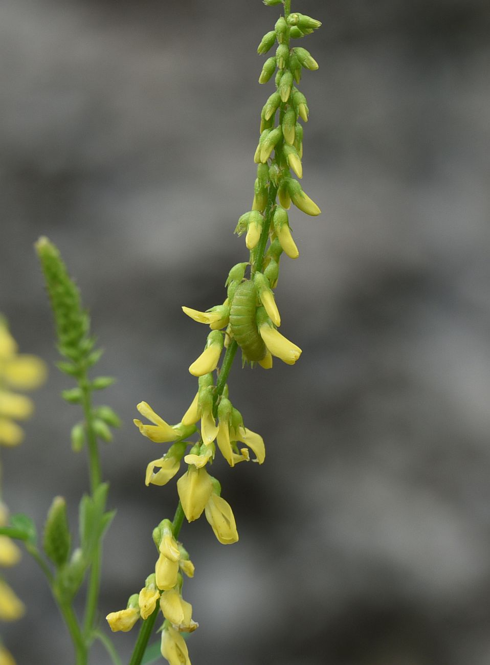 Изображение особи Melilotus officinalis.