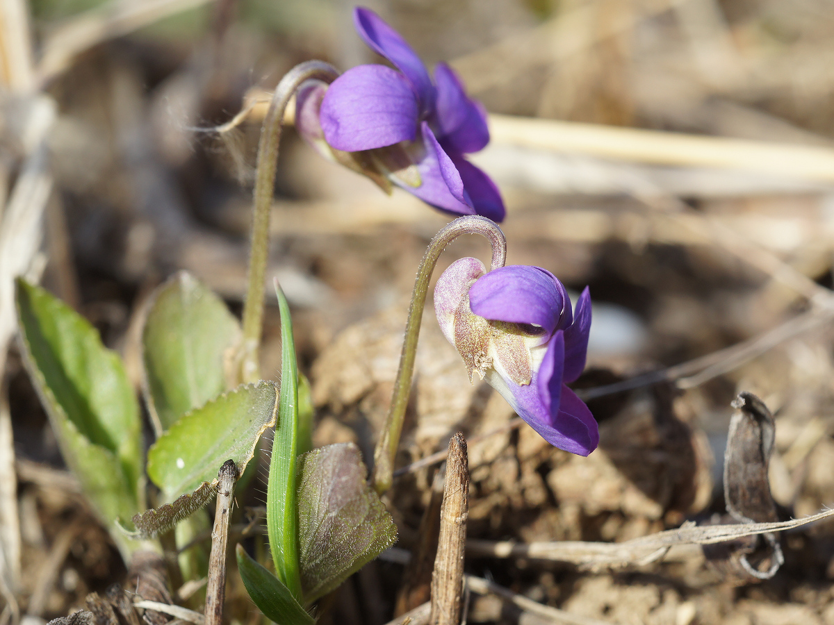 Изображение особи Viola ambigua.