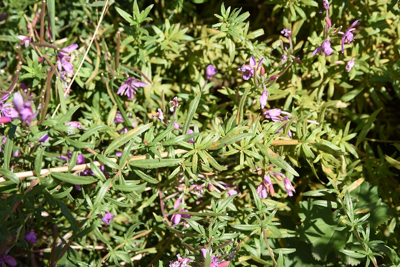 Image of Chamaenerion colchicum specimen.