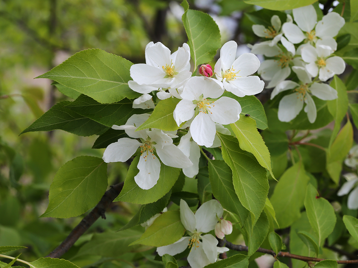 Image of Malus mandshurica specimen.