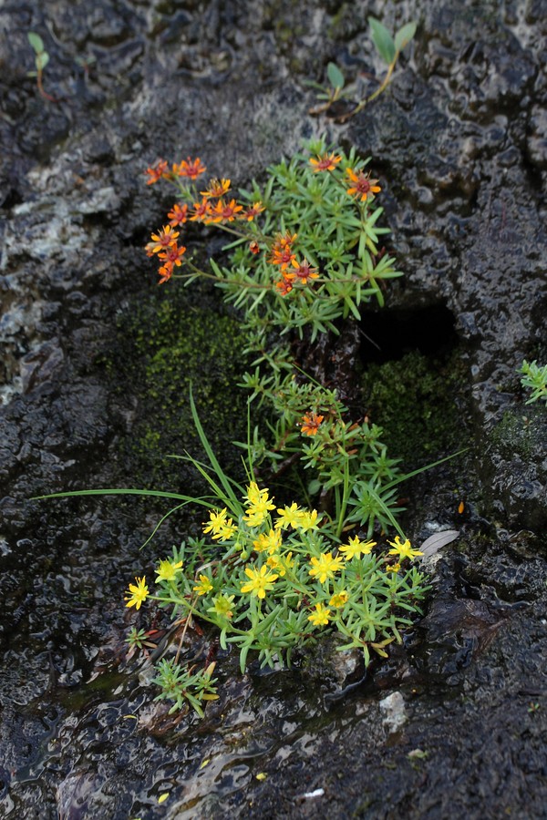 Изображение особи Saxifraga aizoides.