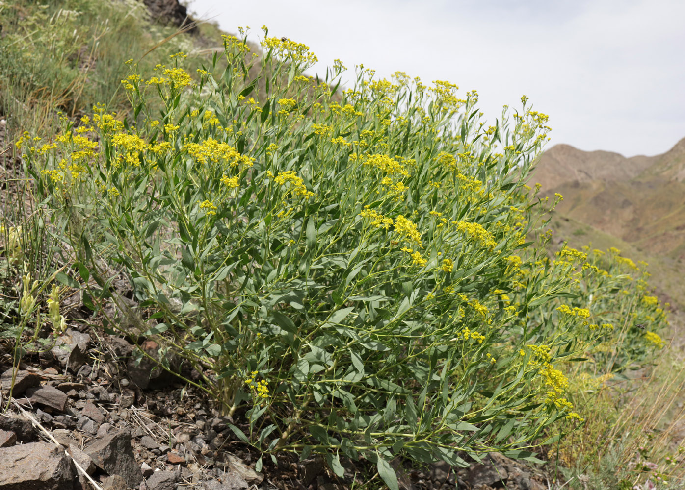 Image of Haplophyllum perforatum specimen.