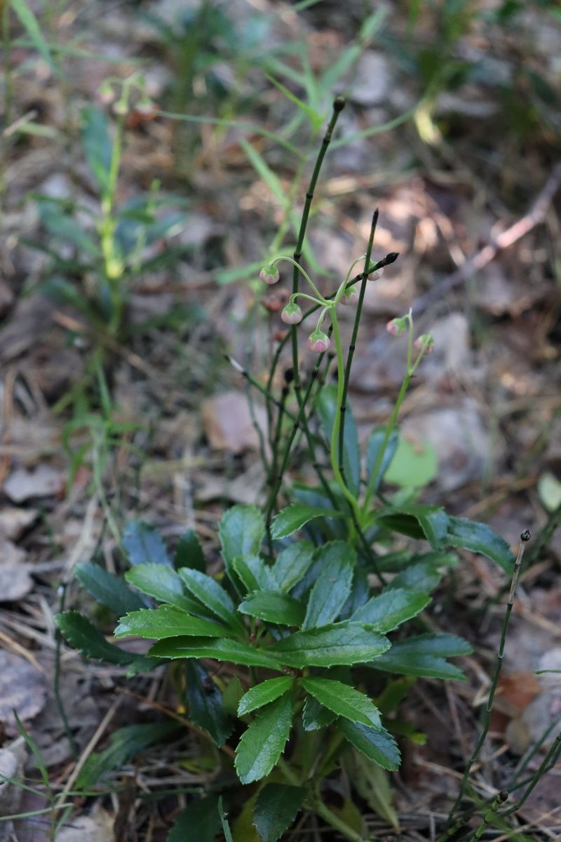 Image of Chimaphila umbellata specimen.