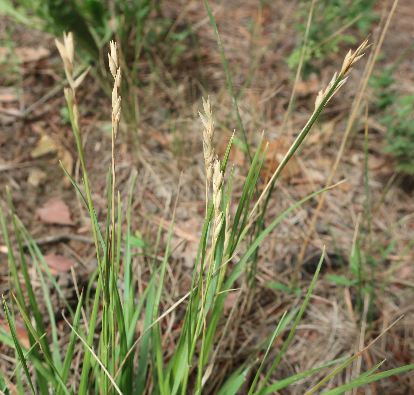 Image of Sieglingia decumbens specimen.