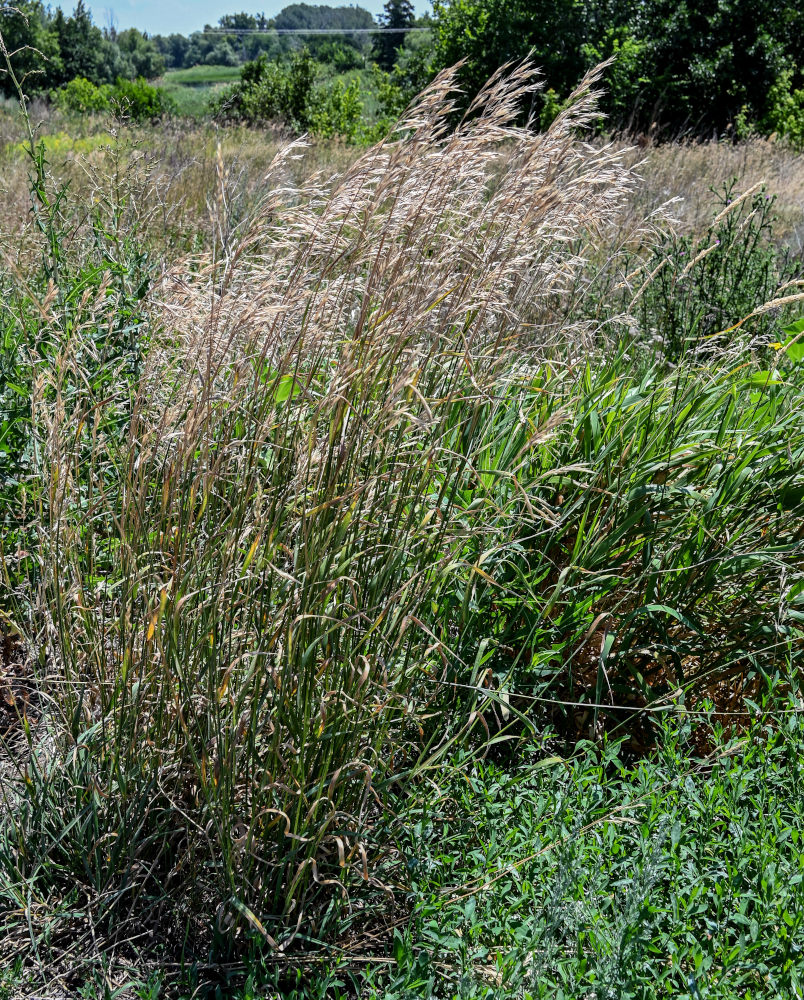 Изображение особи семейство Poaceae.