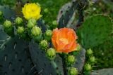 genus Opuntia. Верхушки побегов с цветками и бутонами. Грузия, Имеретия, каньон Окаце, в культуре. 15.06.2023.