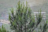 Pinus tabuliformis. Верхушка кроны с незрелыми шишками. Китай, провинция Гуанси, рисовые террасы Лунцзи, опушка смешанного леса. 30.05.2024.